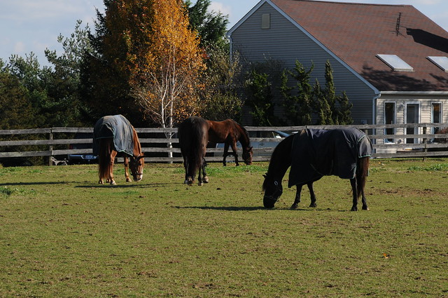 Equestrian farm with horses